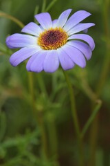 Close-up of a beautiful light blueish purple Swan River Daisy.