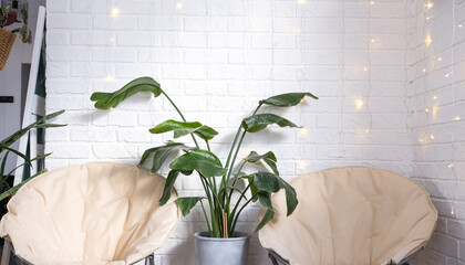Strelitzia nicolai in the interior on the background of a white brick wall with garlands and round...