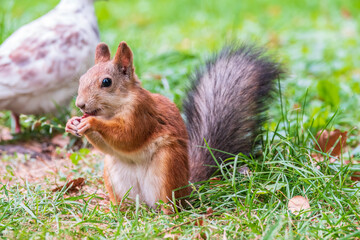 Autumn squirrel with nut sits on green grass with fallen yellow leaves