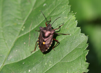 Rotbeinige Baumwanze - Forest Bug