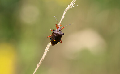 Rotbeinige Baumwanze - Forest Bug