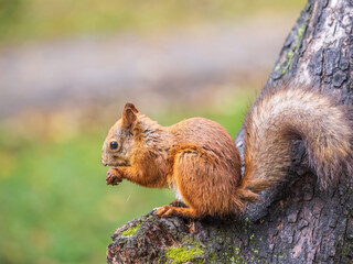 Naklejka na ściany i meble The squirrel with nut sits on tree in the autumn. Eurasian red squirrel, Sciurus vulgaris.
