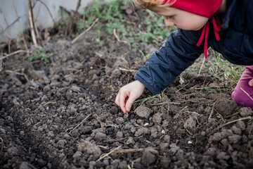 The child bent over a bed of black earth and planted organic soybean seeds in the ground. Growing vegetables in organic beds on a home farm