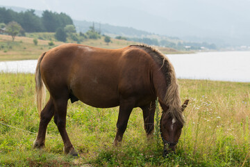 Draft (dray) horse, less often called a carthorse, workhorse. Pasture by a lake in the mountains of Bulgaria.