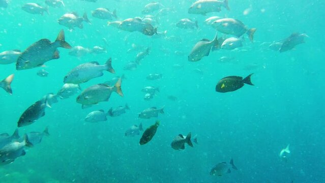 Underwater, nature and school of fish in ocean for photography, beauty and wonder in natural environment. Freedom, calm and tropical fish, marine life and sea animals swimming in Indonesia coral reef