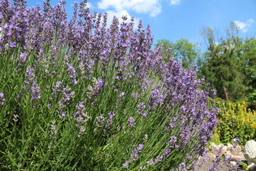 Obraz premium Purple Lavandula angustifolia in the garden, Germany 
