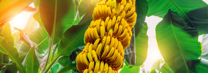 Ripe yellowing bananas hang in clusters on banana plantations. Industrial scale banana cultivation for worldwide export. Format banner header wide size, place sample text. © aapsky
