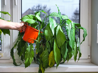 watering a spathiphyllum plant standing on a windowsill