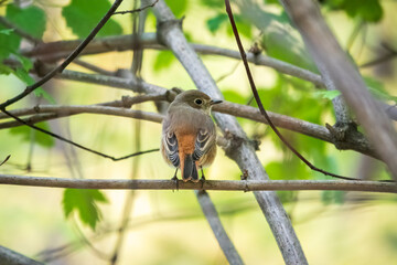 The common redstart female, Phoenicurus phoenicurus, is photographed in close-up sitting on a branch against a blurred background.