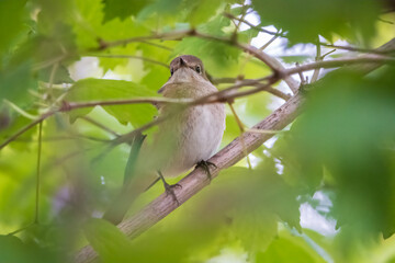 The common redstart female, Phoenicurus phoenicurus, is photographed in close-up sitting on a branch against a blurred background.