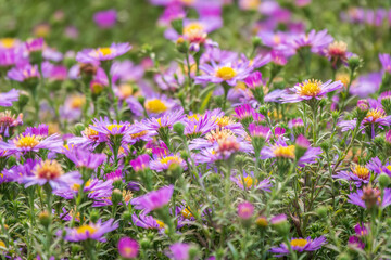 Aster Amellus, Purple Daisy. Daisies - Spring Time Wild Flowers