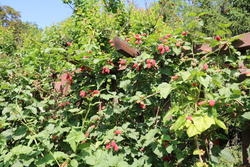 Many ripe red raspberries on a trellis