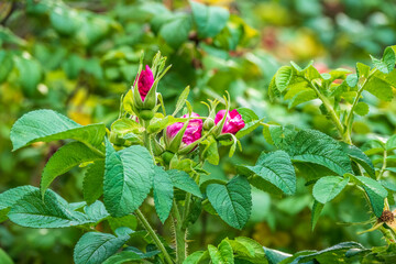 Blooming rosehip flower, beautiful pink flower on a bush branch. Beautiful natural background of blooming greenery.