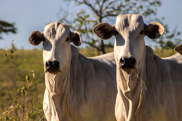 Herd of Nelore cattle grazing in a pasture on the brazilian ranch