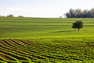 View of a peanut field and one isolated tree on a farm in Brazil