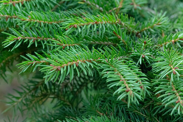 fir branch as background. New Year theme. Merry Christmas and Happy New Year Holidays greeting card, frame, banner. Traditional winter holiday background. Banner, cover, mockup, for your design