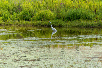 Great Egret On The Pond In Summer