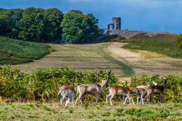A view of a herd of deer in Bradgate Park, Leicestershire, UK, in Autumn