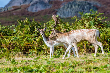 A view of a male dear and female deer in Bradgate Park, Leicestershire, UK, in Autumn
