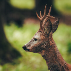 Sarna  © Pawel