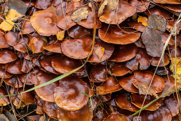 Cluster of Lactarius subdulcis Mild Milkcap mushrooms.