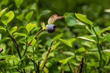 Lonely ripe blueberry in the woods ready to be picked and eaten.