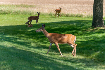 Naklejka na ściany i meble A White-tailed Doe Deer And Her Twin Fawns Standing In The Grass In Summer