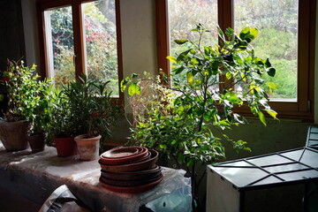Overwintering mediterranean plants (lemon tree, oleander) in the cellar next to a windowsill. - obrazy, fototapety, plakaty