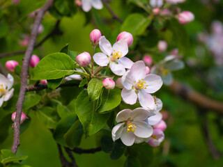 Spring flowers on apple-tree branches