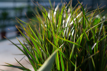 Closeup photography of ficuses buds in pots at greenhouse. Background from green leafs.