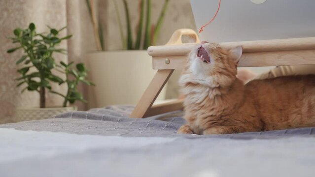 Curious ginger cat looks on sunbeams. Fluffy pet is playing with orange thread of yarn. Tray with laptop at cozy home.