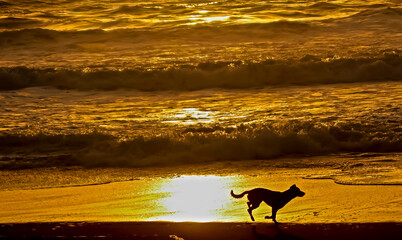 Beautiful gold yellow ocean sand beach sunset landscape, sea water waves, silhouette of one running small dog, sun reflection in water - Chile, Pacific