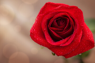 A red rose with dew drops against a background of sunlight and defocused lights