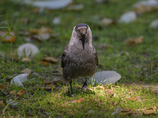 Portrait of a Western Jackdaw standing in a meadow