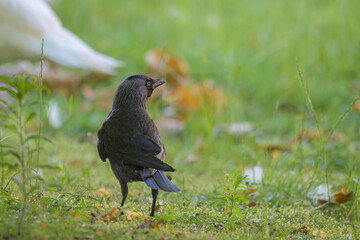 Portrait of a Western Jackdaw standing in a meadow
