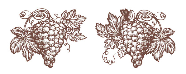Fototapeta premium Bunch of grapes with leaves. Fresh fruit sketch. Winery, wine, fresh juicy element. Vintage vector illustration