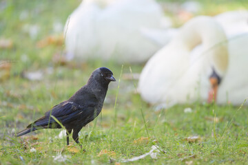 Portrait of a Western Jackdaw standing in a meadow