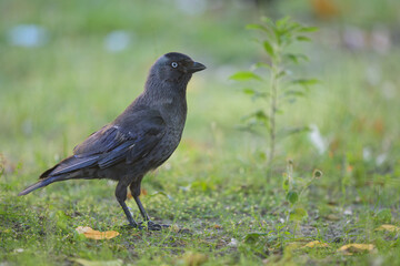 Portrait of a Western Jackdaw standing in a meadow
