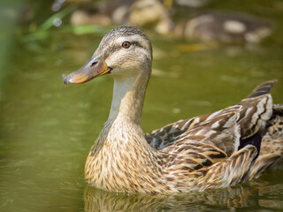 A female mallard with young ducklings on a small pond