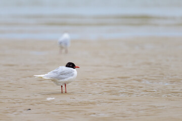 A Mediterranean gull standing on the beach