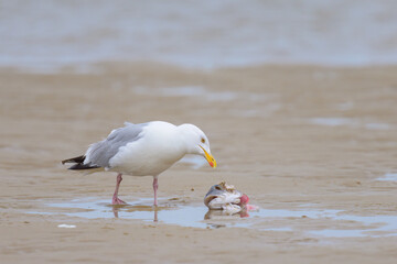 A European Herring gull eating a fish on the beach