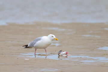 A European Herring gull eating a fish on the beach