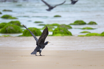 A Great Cormorant taking off a sandy beach