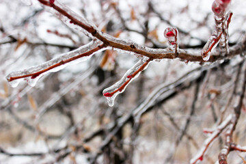 Tree branches crusted with ice after rain