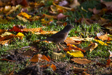 Dunnock, hedge sparrow feeding on the garden floor. Autumn leaves carpet the ground displaying gold and orange colours. copy space.