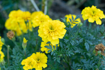 丸い花と葉の細かさ