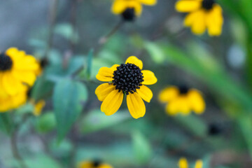 黒い球がかわいい