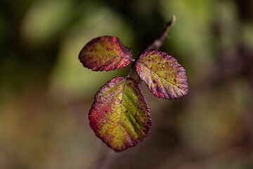 Leaves with fall color in the forest.