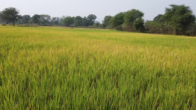 successful rice paddy farming in odisha state of India