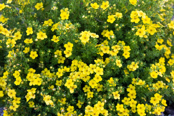Fototapeta premium Floral abstract background from dasiphora fruticosa, many small yellow flowers, shrubby five-leaved